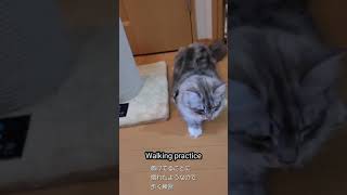 Cat's Harness practice🐈 緊急時に備えてハーネス練習