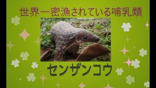 ゆっくり解説その1【センザンコウ】