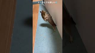 デグー　餌をめぐる大乱闘　＃デグー　＃小動物　＃タマラビ　＃degu ＃Battle ＃乱闘