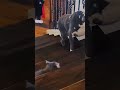 Cat and dog fighting #cat #pets #funny