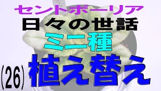 セントポーリア日々の世話（26）ミニ種の植え替え