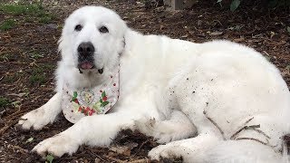 素敵なスタイをいただきました！　Great Pyrenees　グレートピレニーズ