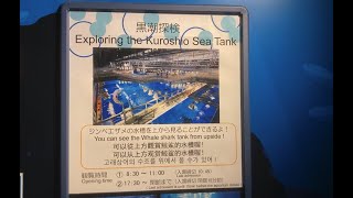 美ら海水族館　黒潮探検　ジンベイザメの水槽を上から見よう