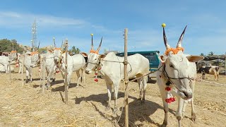 ಪುರಾಣ ಪ್ರಸಿದ್ದ ಆವನಿ ದನಗಳ ಜಾತ್ರೆ 2022