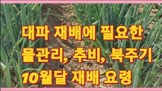 대파 재배에 필요한 물관리, 추비(비료 추천), 북주기 10월달 재배 요점정리(농사의신)