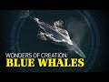 Wonders of Creation: Blue Whales