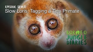 Borneo Jungle Diaries: Episode Seven - Slow Loris: Tagging a Tiny Primate [UHD/4K] SZtv