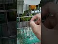 幼鳥都有的癖好 parrotvideo 寵物鳥 parrot 鸚鵡飼養