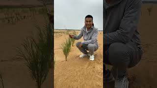 চায়না সরকার শুষ্ক মরুভূমিতে গাছ লাগাচ্ছে | Why China's government planting trees in the dry deserts