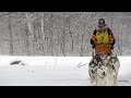 Husky Sled Dogs Mushing In Michigan | Wandering Wellness RV