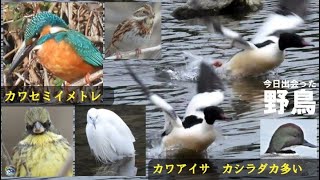 野鳥撮影　カワセミイメトレ　カワアイサ　カシラダカ多い　兵庫県・北播磨