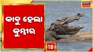 Cuttack Crocodile Rescue Operation | ୩ ଘଣ୍ଟାର ଅପରେସନ ପରେ କାବୁ ହେଲା କୁମ୍ଭୀର