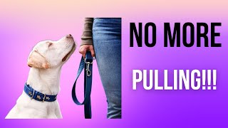 How to Teach Your Dog to Walk Without Pulling 🦮🚶‍♂️ | Easy Training Tips