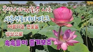 우리나라 연꽃의 시초  시흥연꽃테마파크 연꽃의 아름다움을 영상으로 속속들이 즐겨보죠