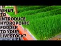 When to introduce Hydroponic Fodder to your Livestock?