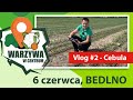 Warzywa w Centrum | Aktualizacja z Pola #2 - Cebula