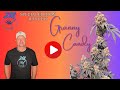 🌿 Harvesting the Granny Candy Strain: From Flower to Cure! 🌿