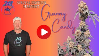 🌿 Harvesting the Granny Candy Strain: From Flower to Cure! 🌿