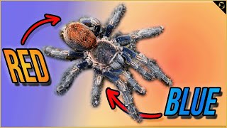 Blue Tarantulas in Extreme Landscape