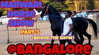 Banglore Horse Show || Marwari Horse show (Backstage Clips)|| Horses of Karnataka || Banglore Horses