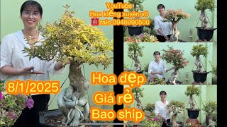 Hoa kiểng xuyên võ 8/1/2025 nhiều hoa giấy đẹp giá rẻ bao ship toàn quốc