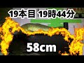 【鯉釣り】鯉の紀州釣り・紀ノ川【2日目】本日も1日2ケタ達成、アオサの爆臭ダンゴがキョーレツ