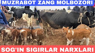 SOG'IN SIGIRLAR VA G'UNAJINLAR NARXLARI SURXONDARYO MUZRABOT ZANG MOLBOZORI 11.01.2025