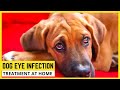 How To Treat Dog Eye Infection At Home🐶Natural Remedies