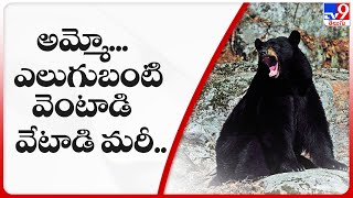 అమ్మో.. ఎలుగుబంటి | వెంటాడి వేటాడి మరీ.. | Attack in Srikakulam Dist - TV9