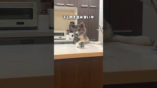 静かに堂々と盗む犬【秋田犬】【大型犬】＃Shorts