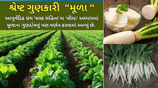 શ્રેષ્ટ ગુણકારી  મૂળો |Its large taproot is commonly used as a root vegetable.