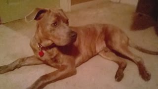 PD accidentally shoot, kill wrong family's dog