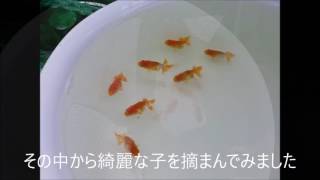 宇田川らんちゅう　2016年7月 夢暴丸の当歳魚（松山池からお引越し）