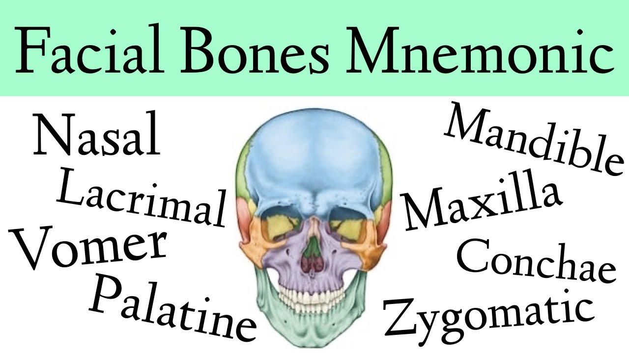 Facial Bones Of The Skull Mnemonic [Anatomy Animation] - YouTube