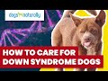 How to Care for a Down Syndrome Dog