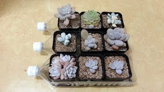 850 다육식물 저면관수 페트병 재활용  PET bottles recycle ПЭТ  ペットボトルのリサイクル  إعادة التدوير  다육이 Succulent plant