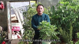 鸭掌木养殖技巧，这样做枝繁叶茂！不用担心你家的鸭掌木长不好了【养花的师傅】