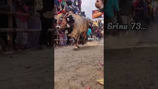 🔥ஓசூர் பூச்சி⚡... mass Running 🥵 #eruthukattu #bull #slowmotion #trending #slowmo #trendingshorts