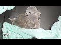 カワウソ赤ちゃん･水ボトルはマイクなのか！babies 1week after birth 【baby otter】