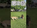 イッヌさん見て癒されたら寝ろwww 動物 犬 2ch動物スレ