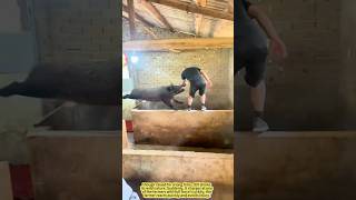 When A Domesticated Boar Goes Wild