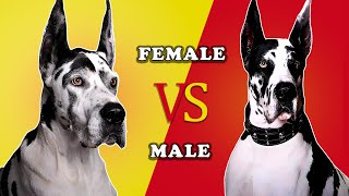 Is a female Great Dane  better than a male dog? | Male vs Female Great Dane dogs