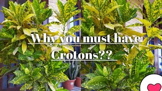 Why you must have crotons at your home?? Benefits of having croton. @_GREENERY#Croton plant