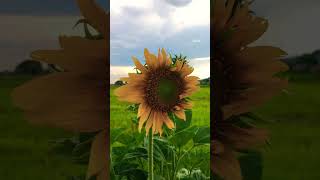 ផ្កា​ឈូក​រ័ត្ន​ កម្ពុជា​ Sun Flower  Cambodia #shorts