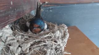 ツバメ観察日記-2017.05.04：卵が写っています（Swallow's nest making, child rearing, →Nesting！）