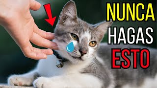 10 cosas que un gato NUNCA perdonará (la número 4 te sorprenderá)