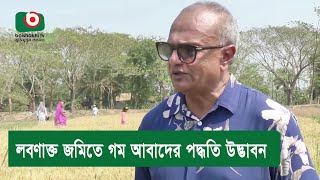 লবণাক্ত জমিতে গম আবাদের পদ্ধতি উদ্ভাবন