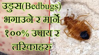 Bedbugs in nepali उडुस बाट बच्ने र मार्ने सजिला र घरेलु उपाय र विधिहरू