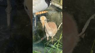 ツルのこども／体験型動物園iZoo［YouTube動物園］