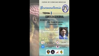 CURSO DE CIENCIAS BÁSICAS - NEUROANATOMÍA || CORTEZA CEREBRAL